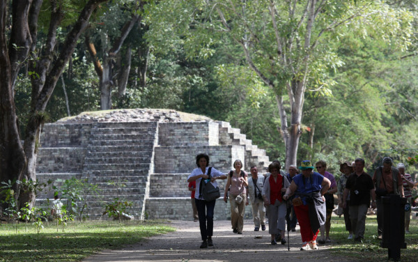 La guara roja vuela para resurgir en copán