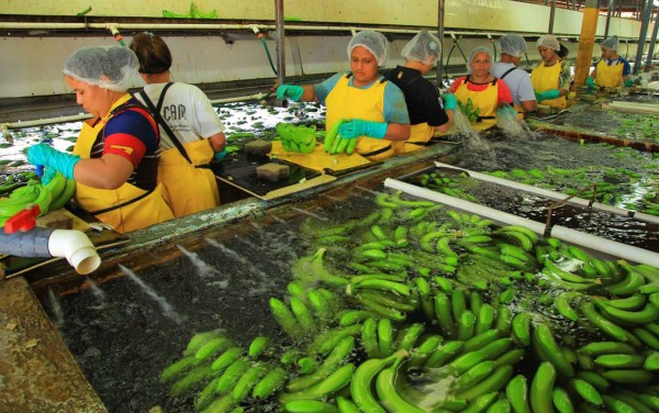 Mal de Panamá amenaza a las fincas bananeras de Honduras