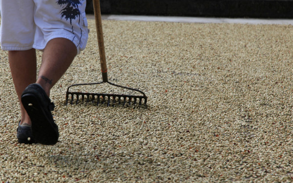 Prevén que precio del café llegue a $160 para fin de año