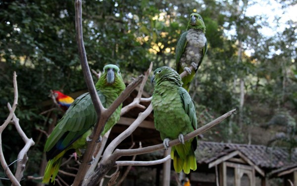 Macaw Mountain brilla como reserva de guacamayas y atractivo turístico