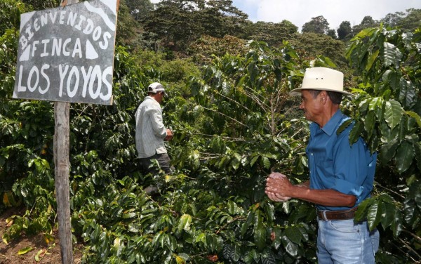 Auguran pérdidas drásticas por depresión en el precio del café