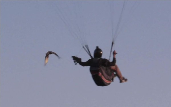Un halcón domesticado, compañero de parapente y cacería en Chile