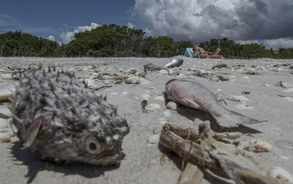Cierran playas de Palm Beach por 'rara' presencia de la tóxica marea roja