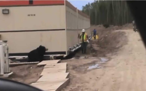 Un hombre se disfraza de oso y asusta a su compañero