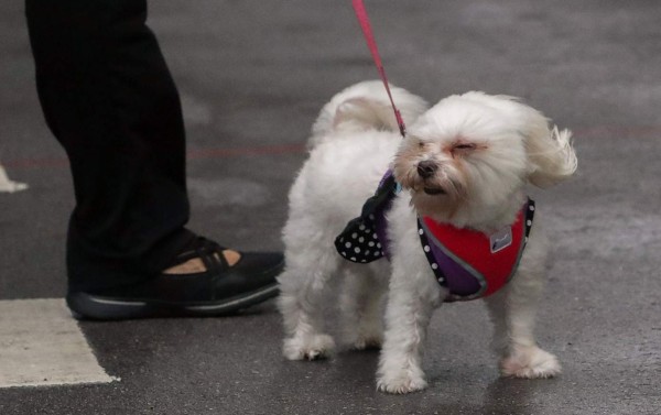 ¿Qué hacer con sus mascotas durante el huracán Irma?
