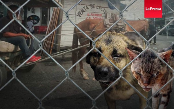 Honduras, 'paraíso' del maltrato animal