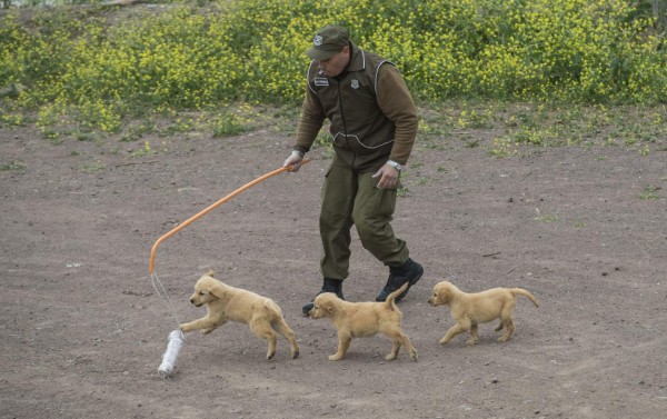 50-day-old Golden Retriever puppies are seen at the Chilean police canine training school in Santiago, on October 09, 2018. - Two hundred dogs of different breeds, such as German Shepherd, Belgian Shepherd, Labrador, Golden Retriever and Swiss Shepherd, are trained at the training school located in the San Cristobal hill, a green lung in downtown Santiago. (Photo by Martin BERNETTI / AFP) / TO GO WITH AFP STORY BY MIGUEL SANCHEZ