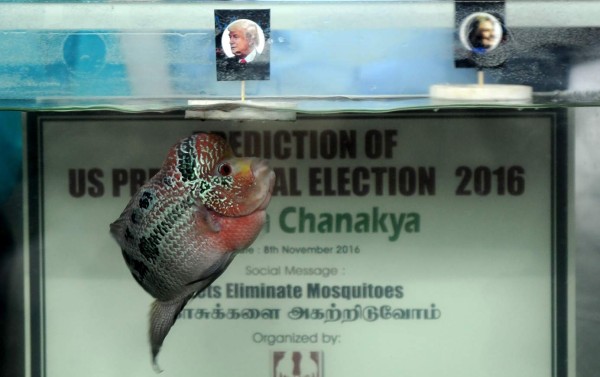 Un pez indio predice la victoria de Trump
