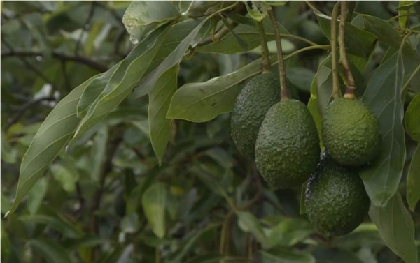 El aguacate amenaza los bosques de Michoacán
