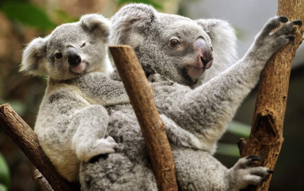 Descubren vía de transmisión de extraño virus que está matando a koalas en Australia