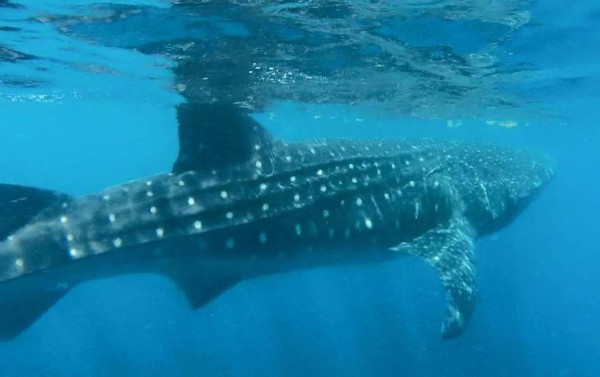 'The Explorer' captan al pez ballena en Utila   