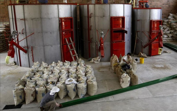 Crean la primera planta de miel y harina de café en el mundo