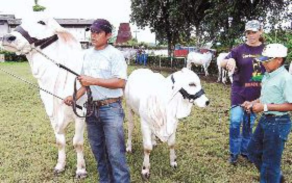 Hacendados muestran ganado bovino de calidad