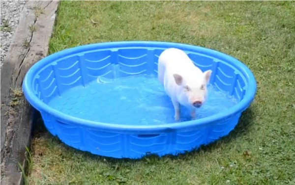 El pequeño cerdo que adora la piscina