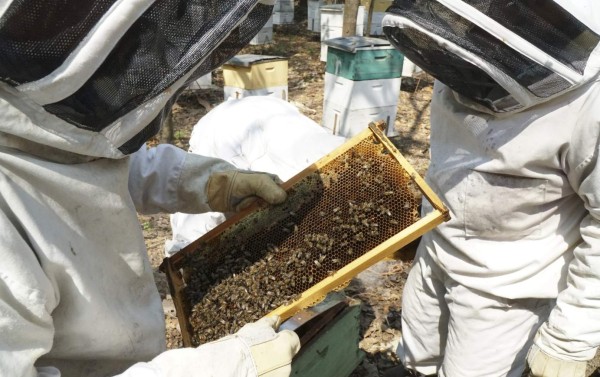 Desarrollan tecnología digital que emite alerta para salvar a las abejas