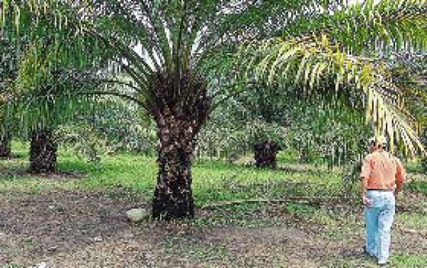 200 millones cuesta vivero de palma