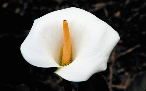 Viajan a manos de mamá