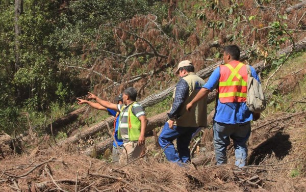 Con L3.5 millones combaten la plaga del gorgojo en San Pedro Sula