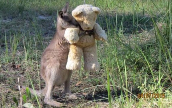La tierna foto de un canguro abrazando su osito de peluche