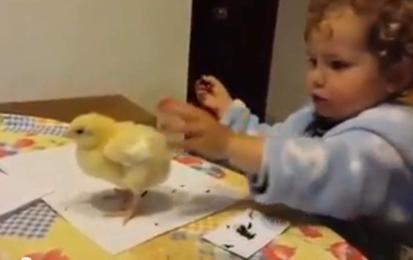 Tierno video de niña regañando a su pollito