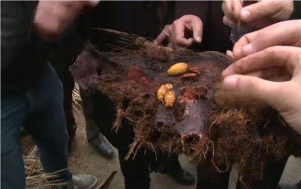 El picudo rojo amenaza la economía de Túnez