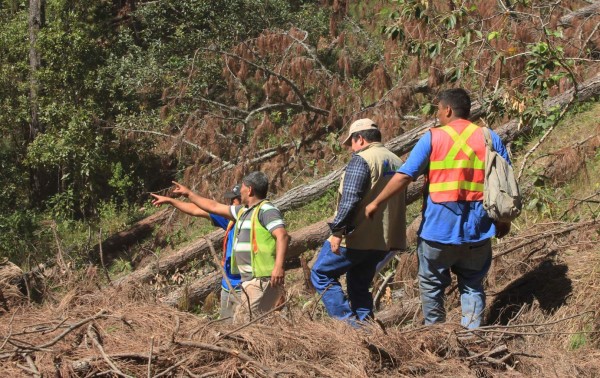 Inversión en reforestación fue de L4 millones en 2015