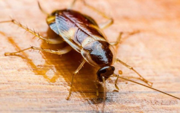 Extraen una cucaracha de la cabeza de una mujer