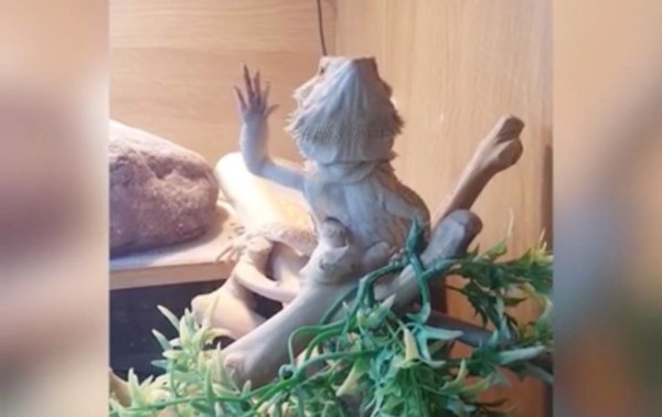 El impresionante lagarto que saluda a su amigo humano