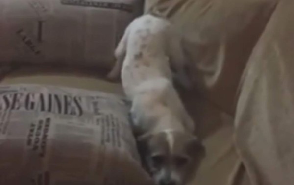 Perro entra en 'pánico' al ver la película El Conjuro 2