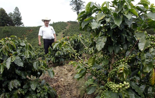 Congreso dará 100 millones de lempiras a sector cafetalero