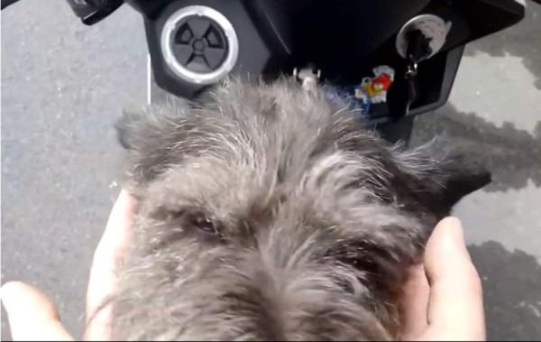 Perro llora al reunirse con su dueño luego de estar perdido