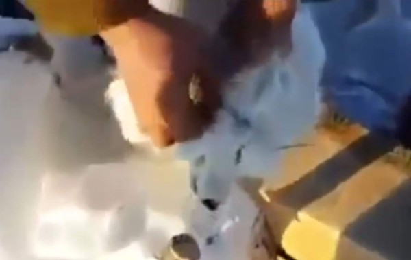 Un zorro polar finge estar muerto para escapar de sus captores