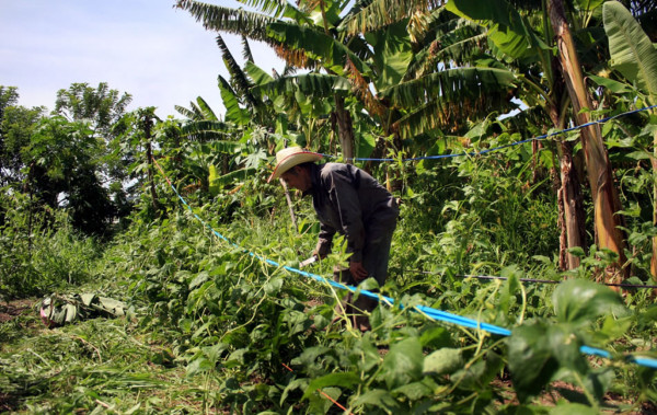 La OPS alerta sobre afección renal crónica en Centroamérica