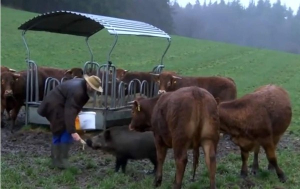 Vacas 'adoptaron' un pequeño jabalí