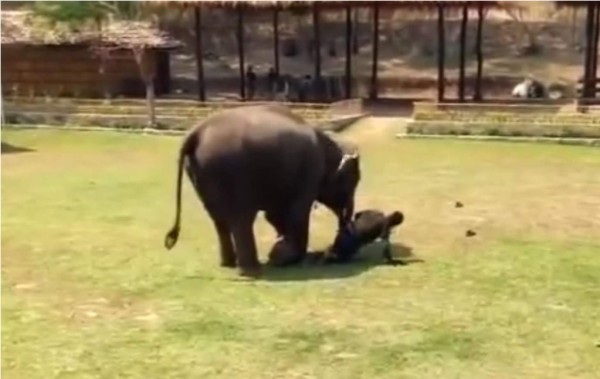 Elefante fue puesto a prueba y entró al rescate de su cuidador