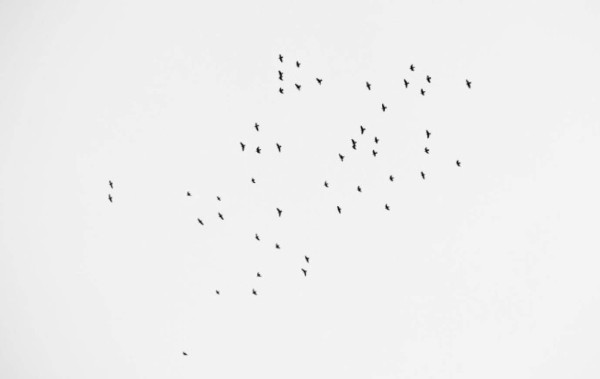 49 aves volaron sobre vigilia por las víctimas de la masacre en Orlando