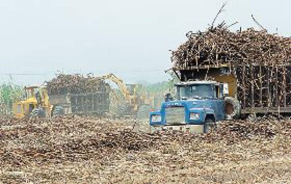 Obreros hondureños en zafra de El Salvador