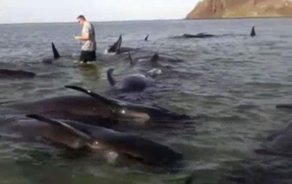 Una veintena de ballenas mueren en playa mexicana