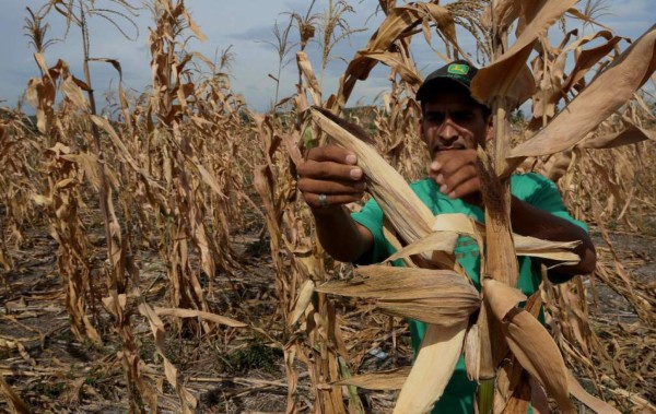 Honduras, con alto riesgo de sufrir efectos negativos por El Niño