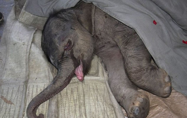 Bebé elefante llora por 5 horas al ser rechazado por su madre