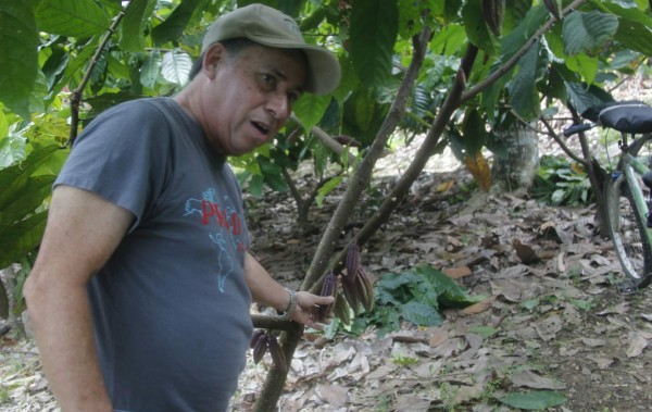Cortés y Atlántida compiten por cosechar el mejor cacao