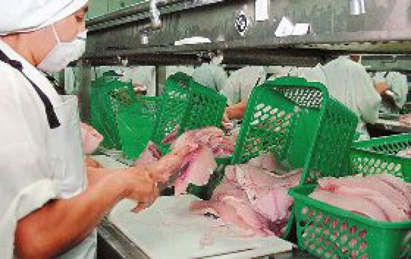 Generarán energía eléctrica con aceite de tilapia