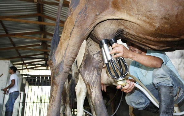 Competencia desleal ahorca al sector lechero de la región