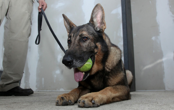 Alf, 'no es un perro drogo, trabaja por un premio”