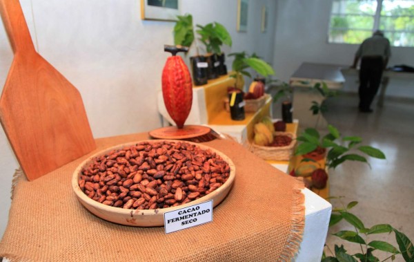 Honduras realizará concurso nacional de cacao de calidad