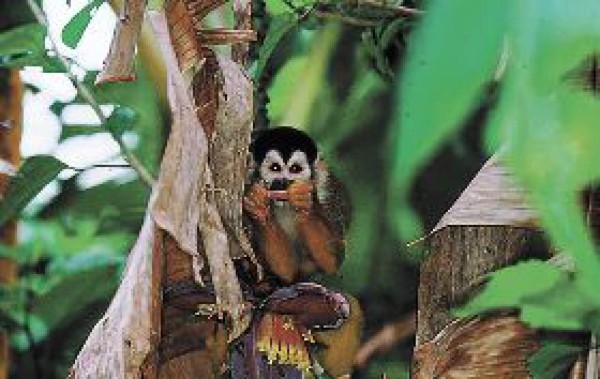 De naturaleza única