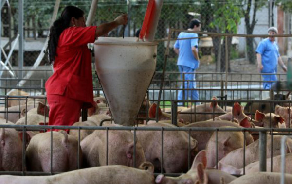 Honduras garantiza sanidad de carne de cerdo
