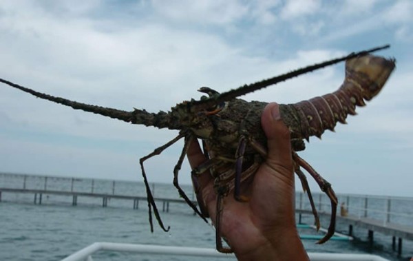 Muchas manos, poca langosta