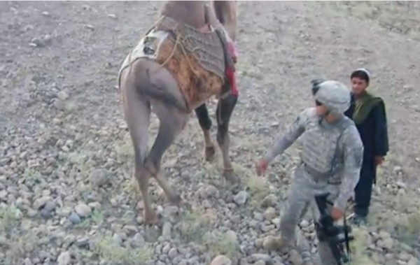 Quiso golpear un camello y terminó recibiendo fuerte patada
