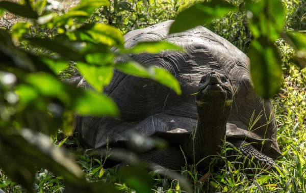 Nace nueva camada de tortugas gigantes en Galápagos